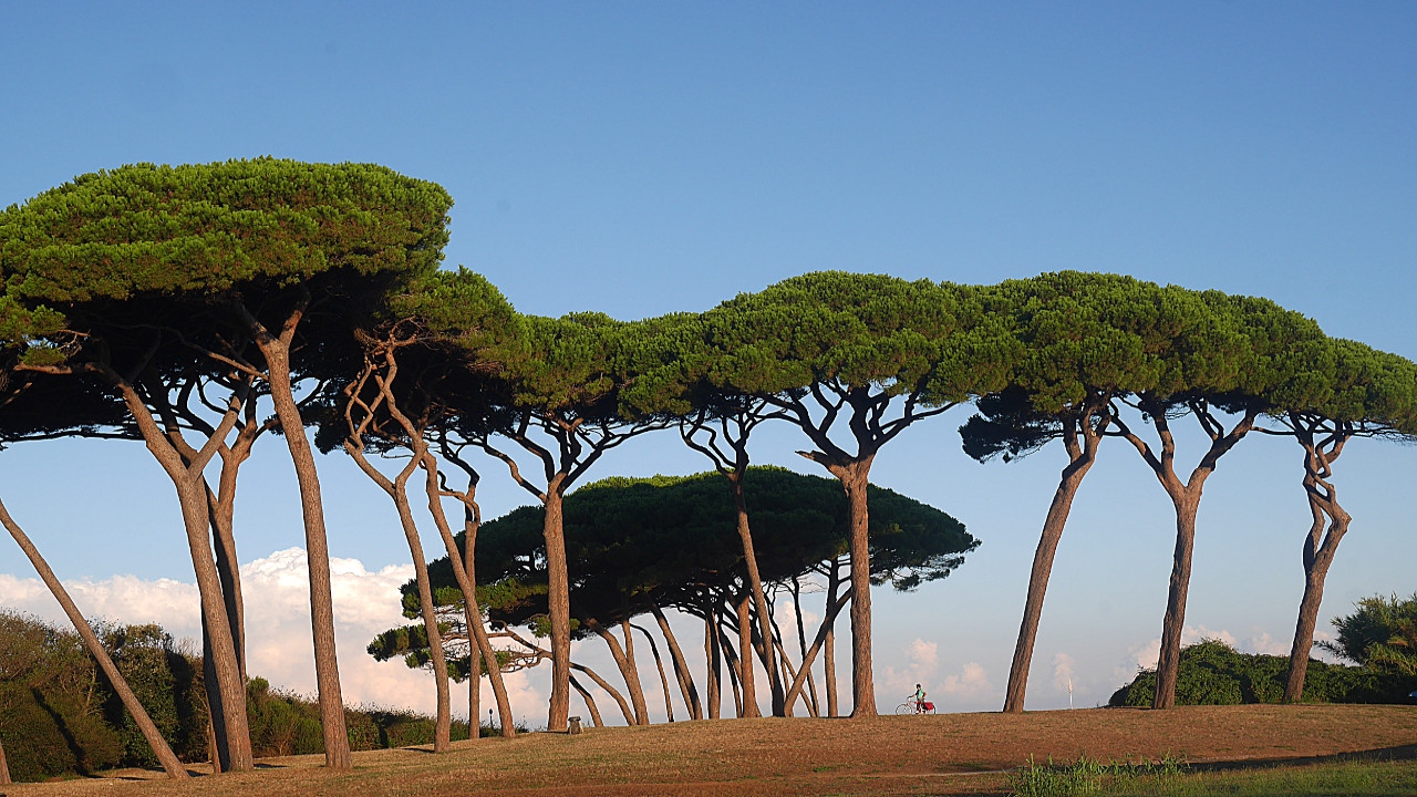 Pinienwald entlang der Küste von Pisa bis Piombino