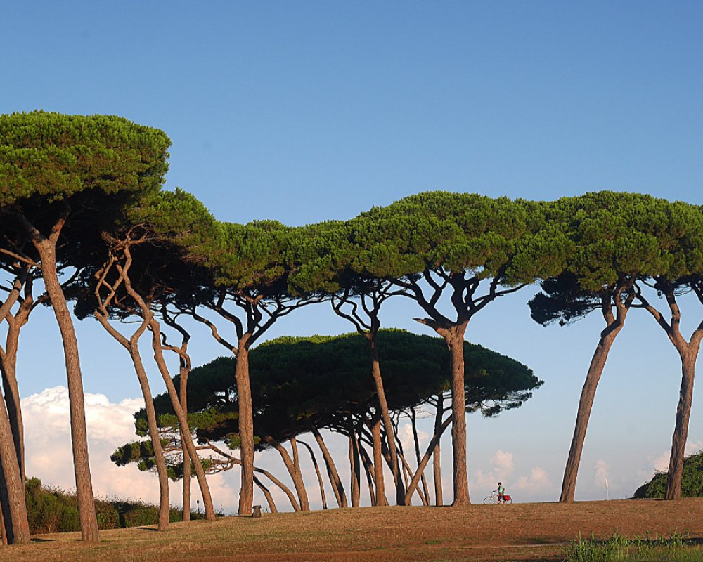 Pine forest along the coast from Pisa to Piombino