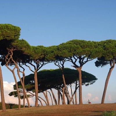 Pineta lungo la costa da Pisa a Piombino Pineta lungo la costa da Pisa a Piombino