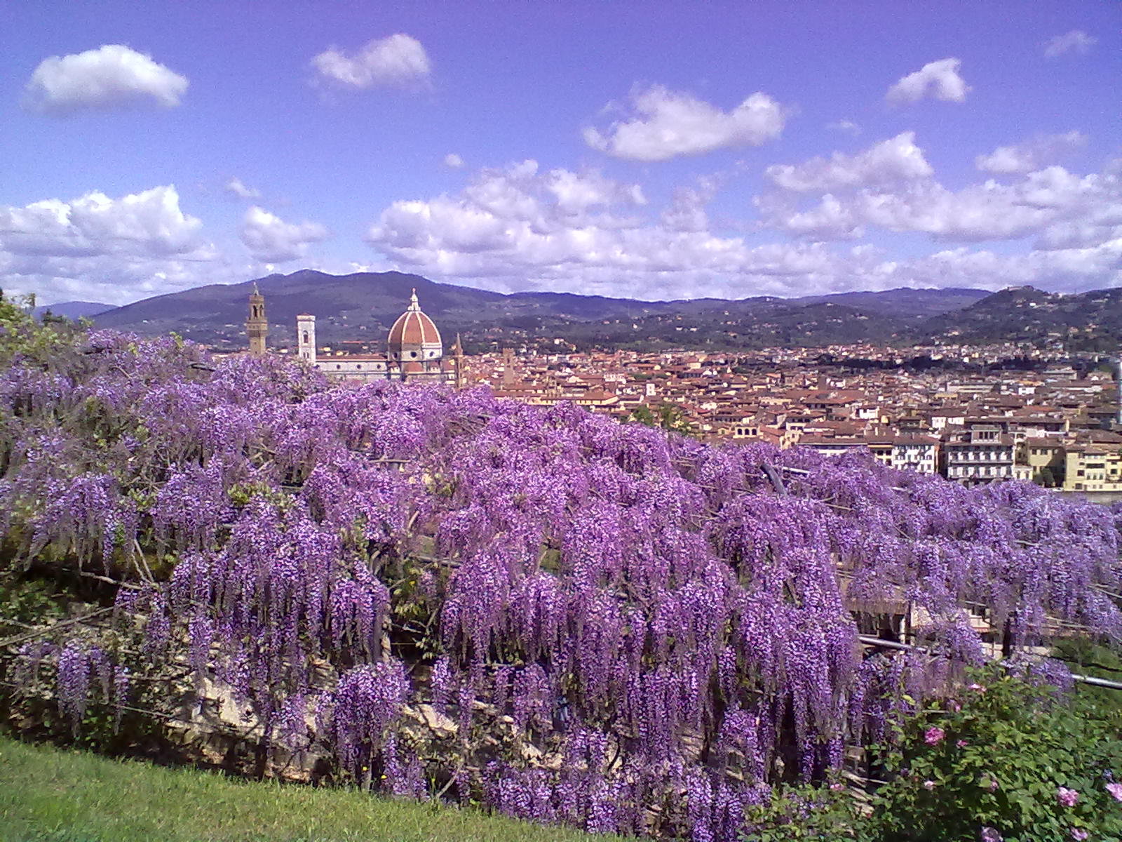 Flowering wisteria in the Bardini Garden