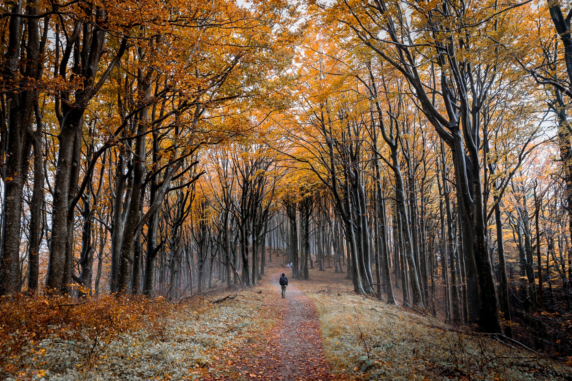 Casentino Forests National Park foliage
