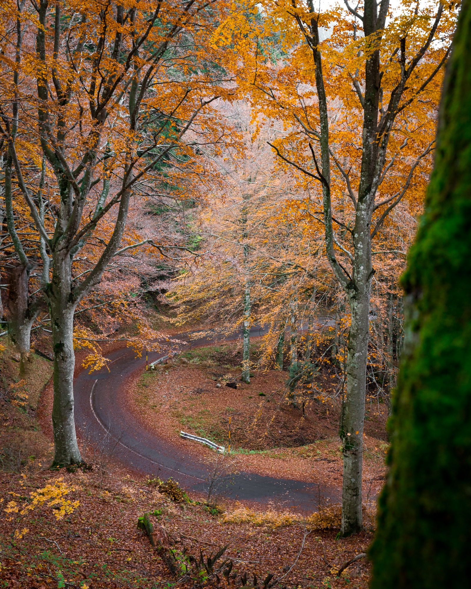 Autumn in the Casentino Forest Park