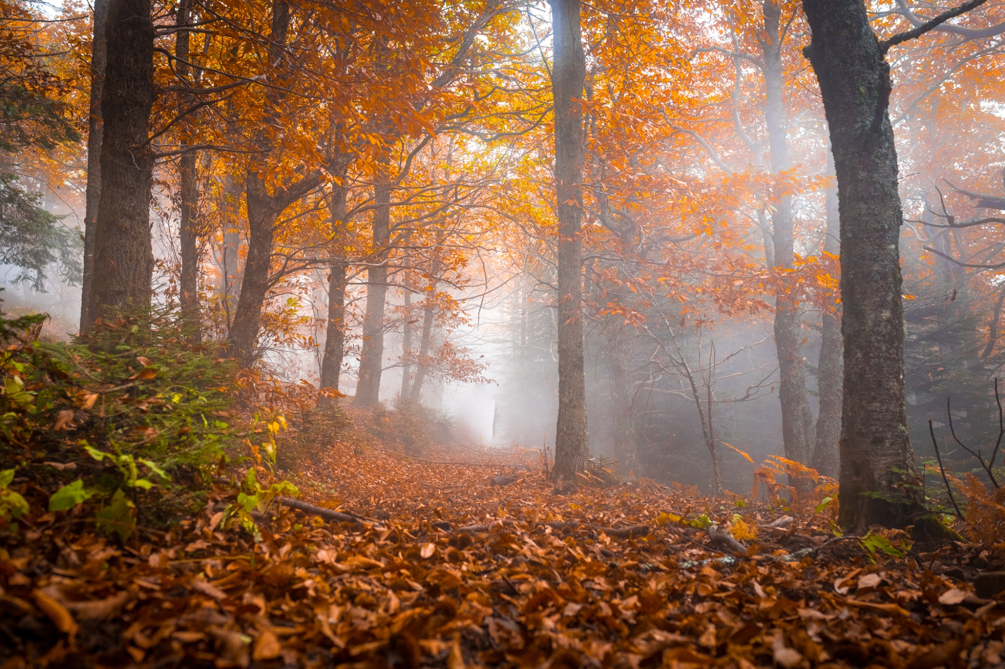 Herbst im Casentino