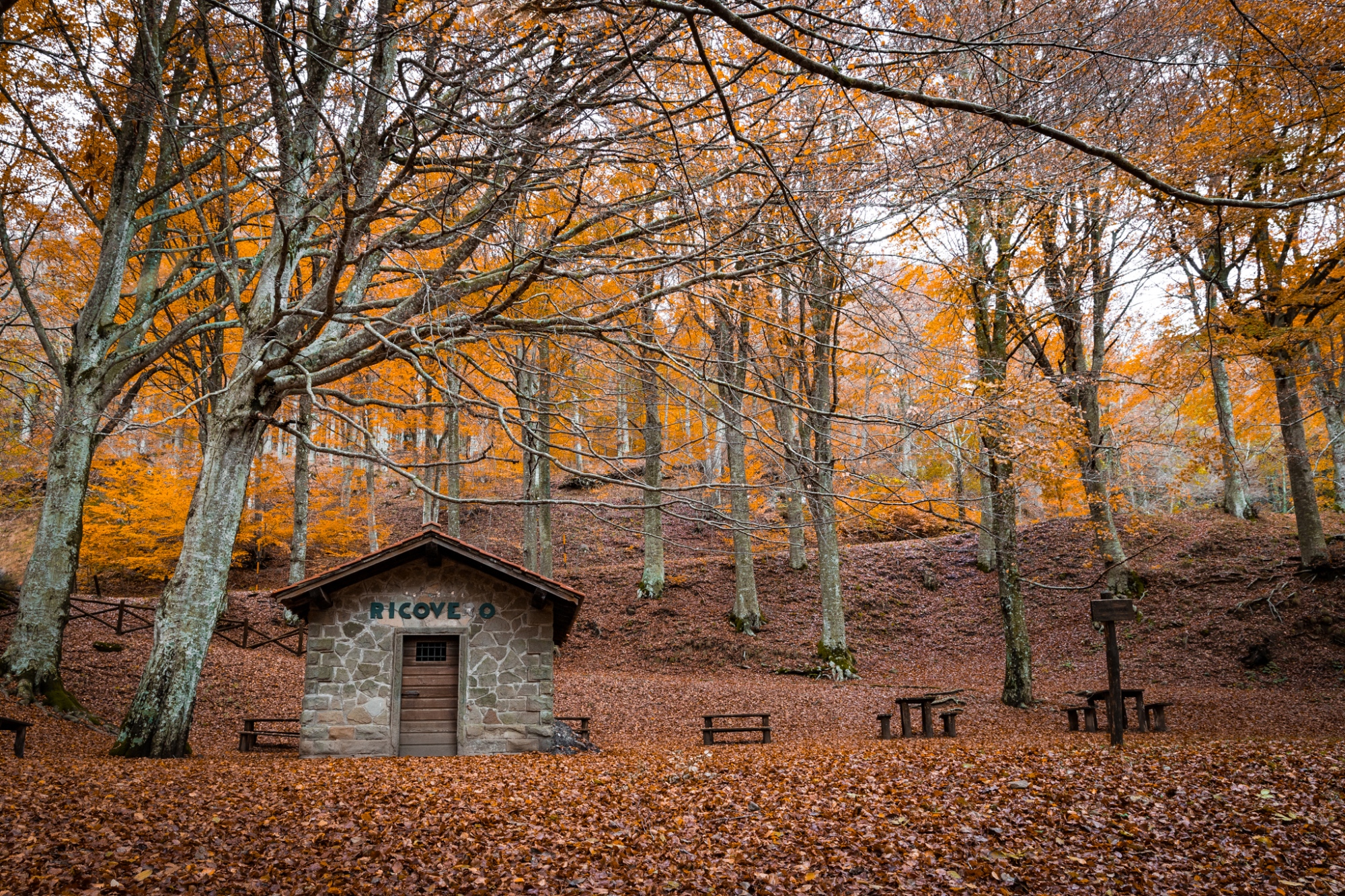 Foliage in the Casentino