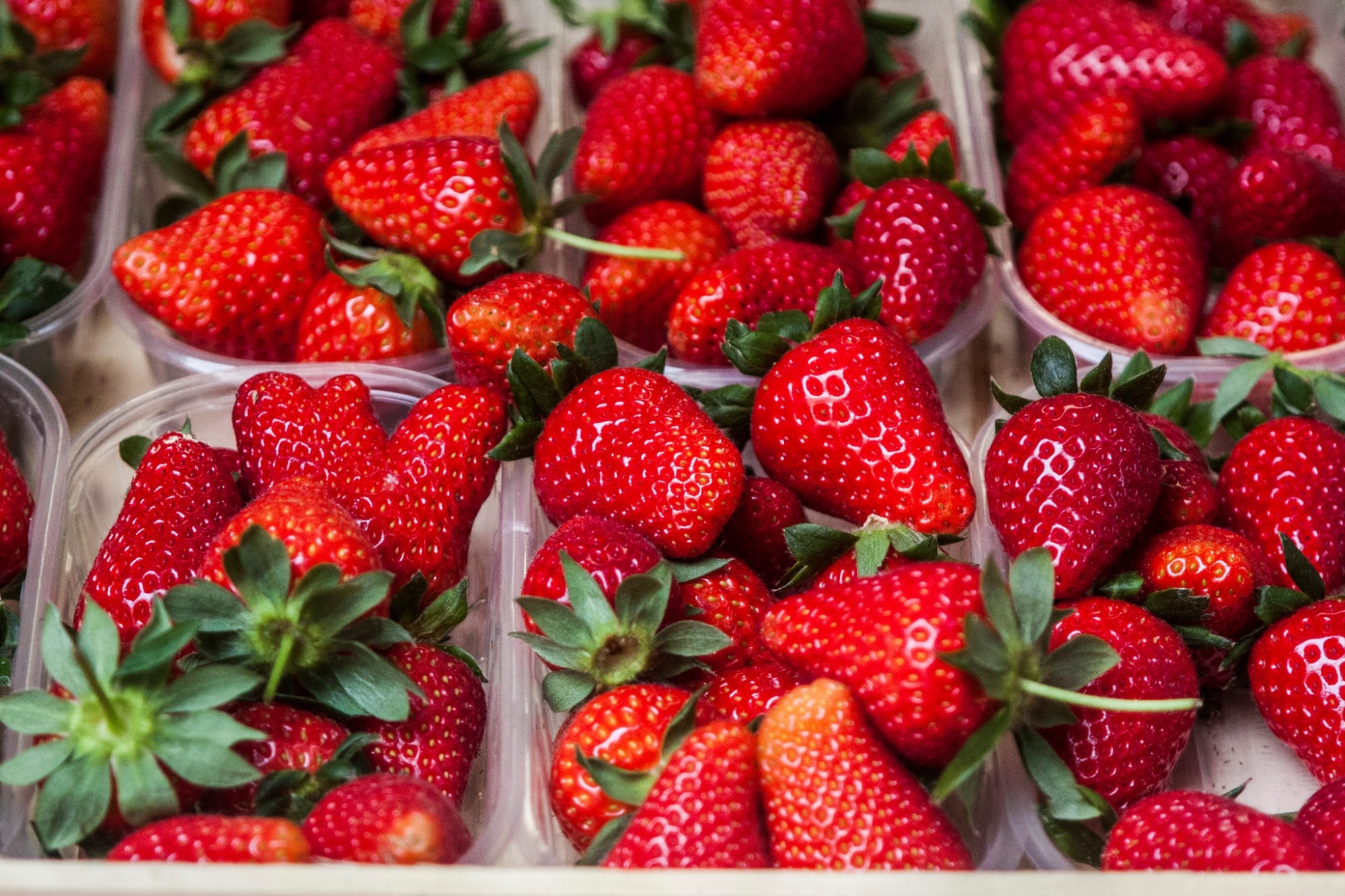 Las fresas de Terricciola