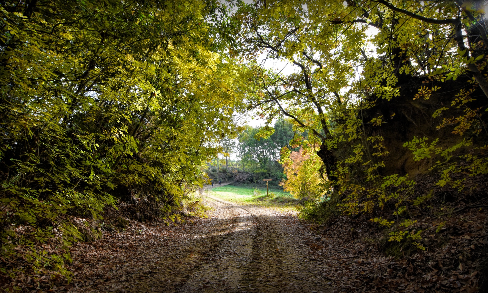 Through the wood along the Francigena