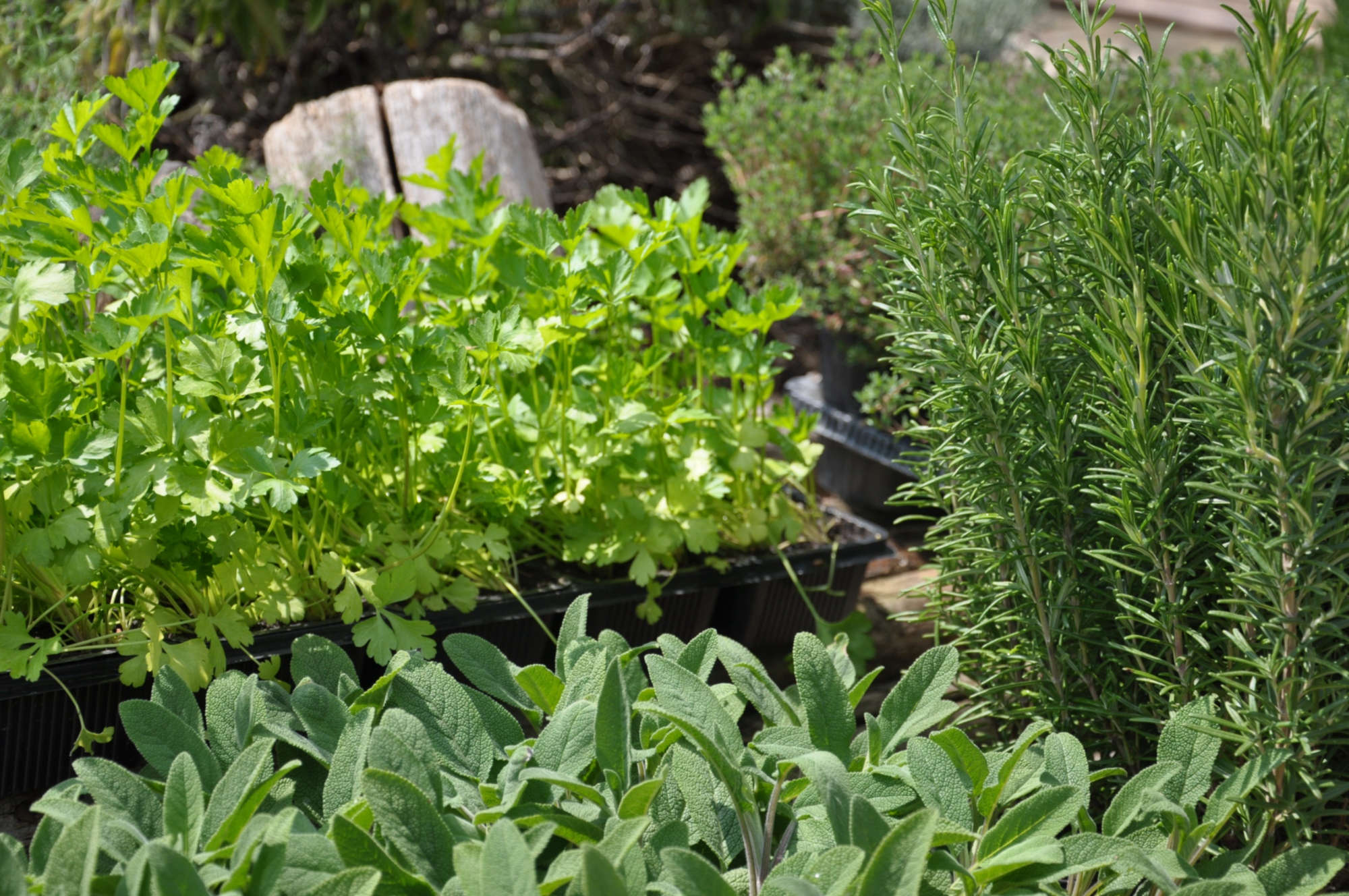 Fresh herbs