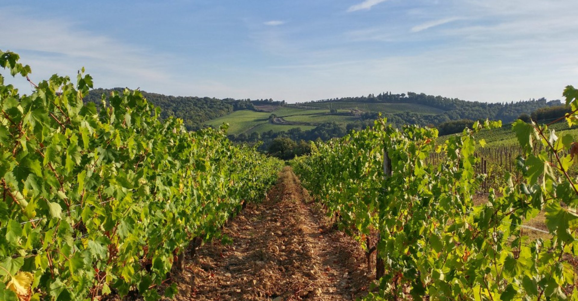 gaiole-wineyards