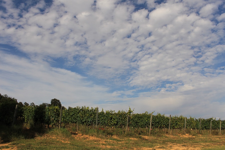 Sangiovese vineyards