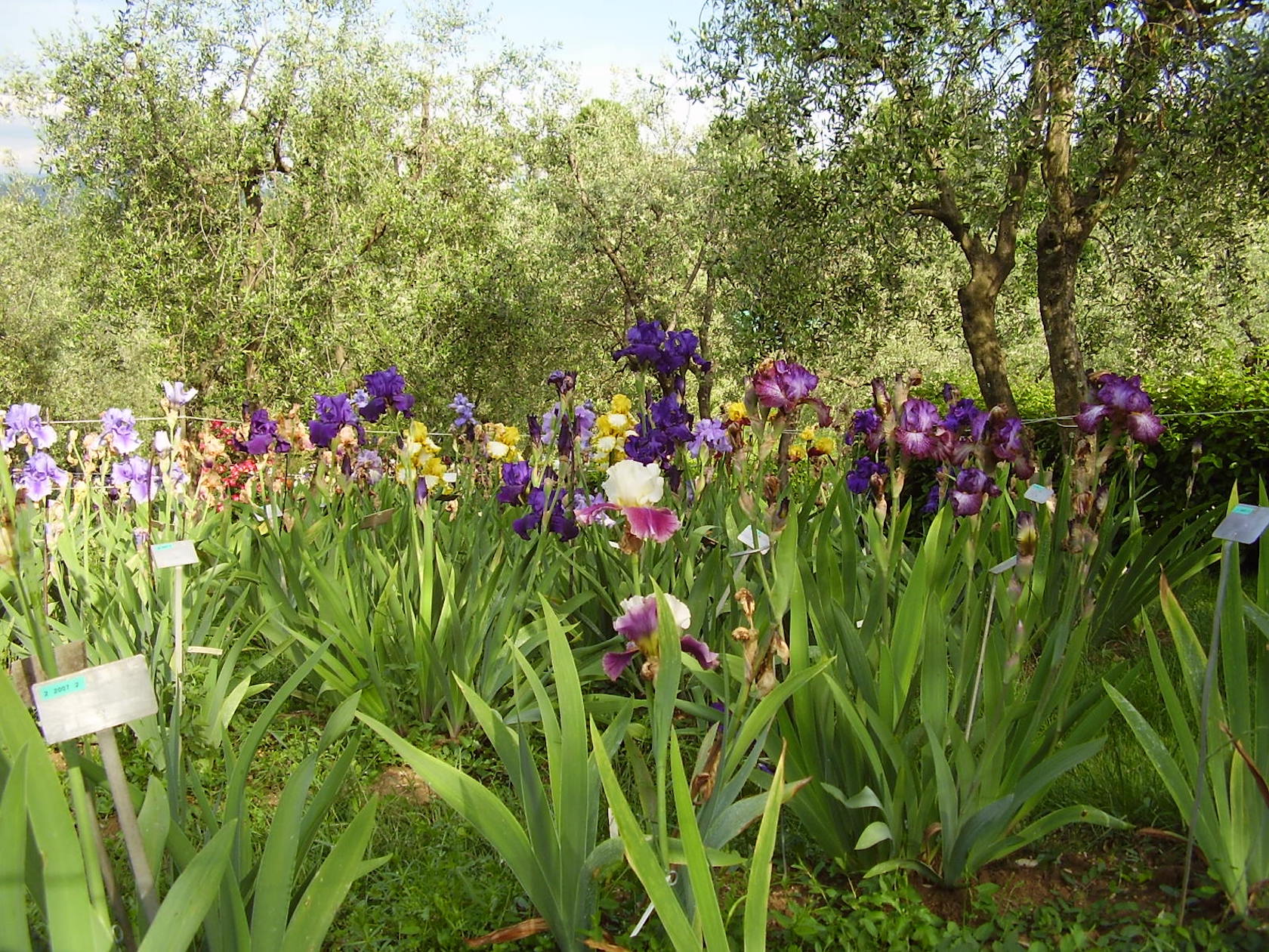 Der Giardino dell'Iris in Florenz