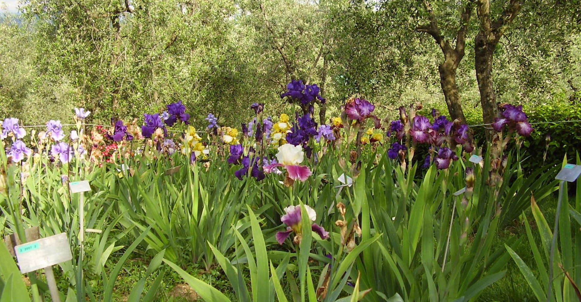 Le Jardin des Iris de Florence