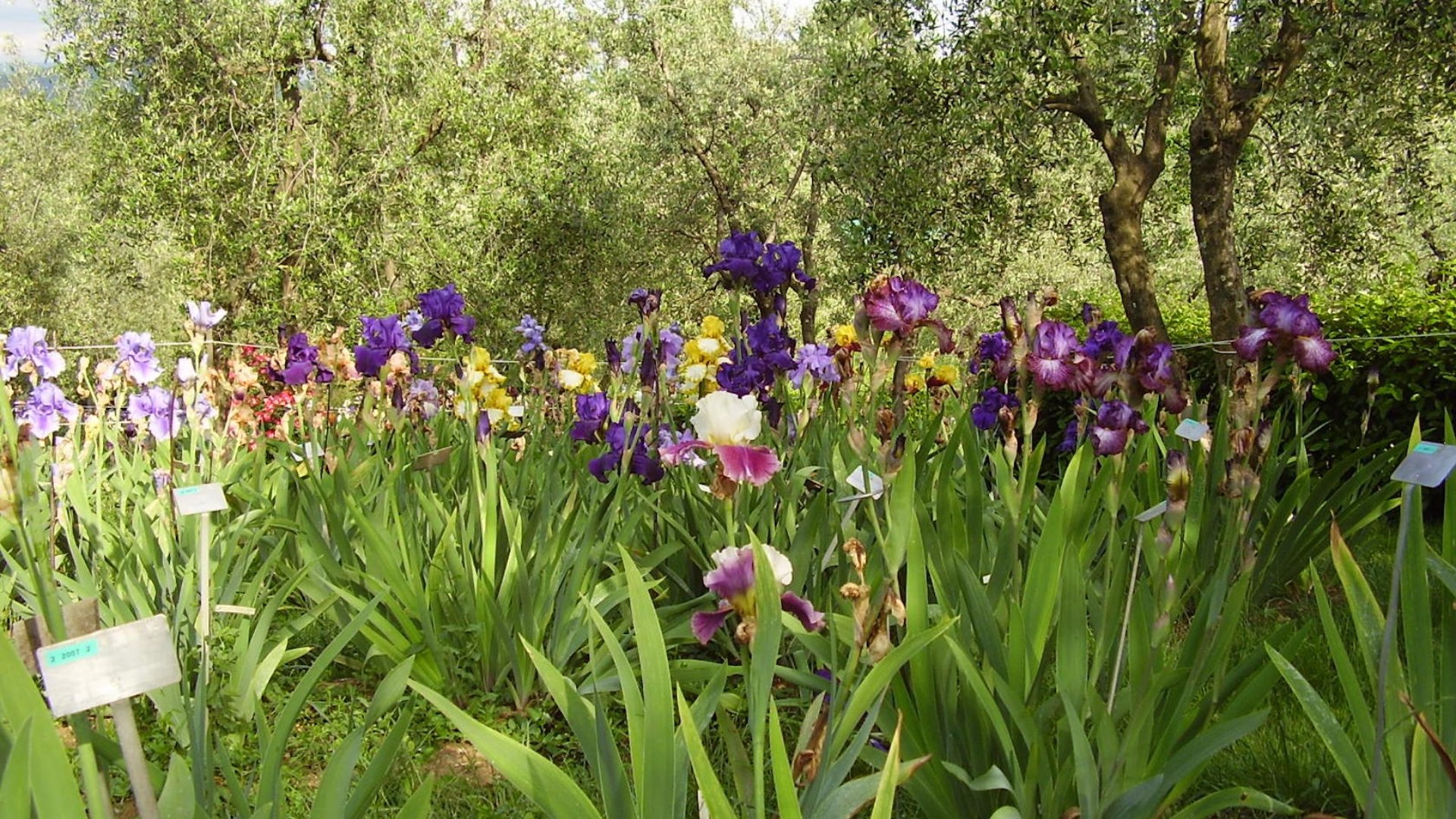Giardino dell'Iris