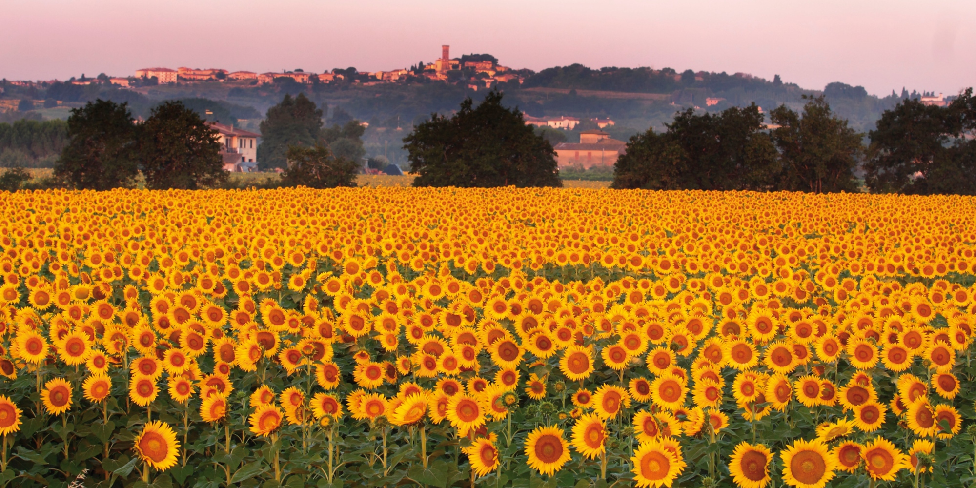 girasoli a Santo Pietro Belvedere