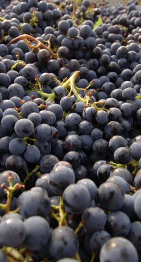 Grapes Tuscany