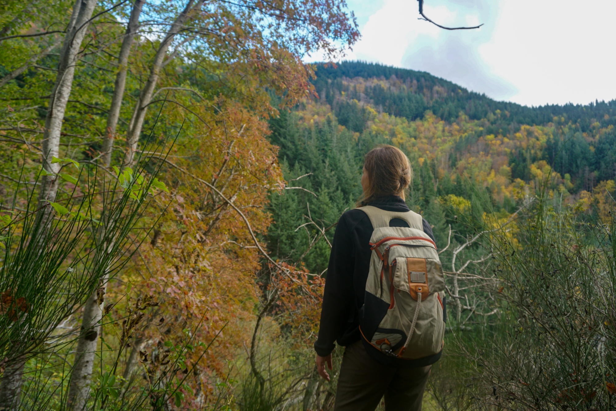 Autumn foliage along the Pratomagno hiking trails