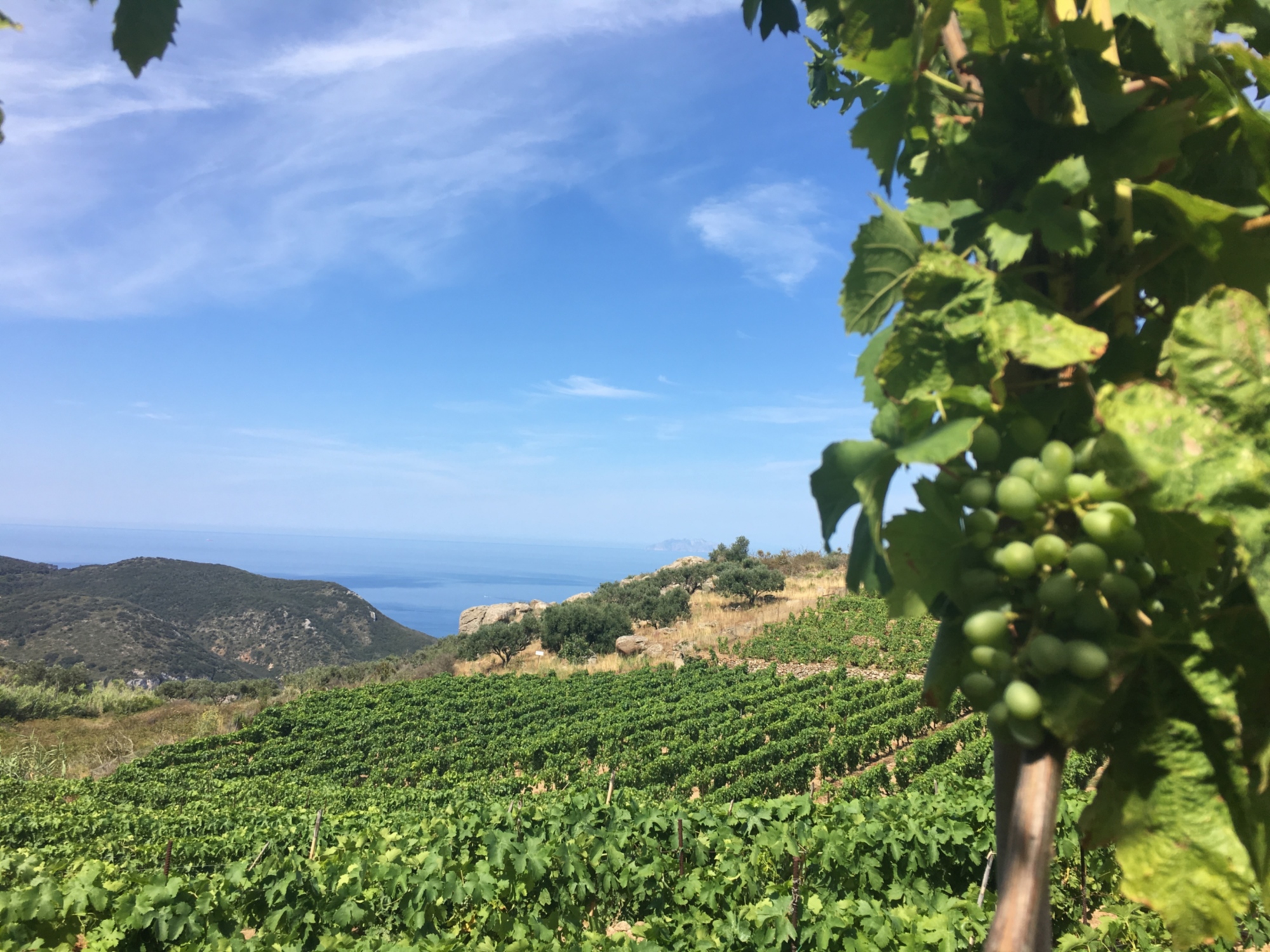 I vigneti di Ansonaco dell'Isola del Giglio