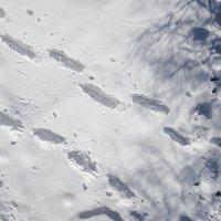 Raquetas de nieve