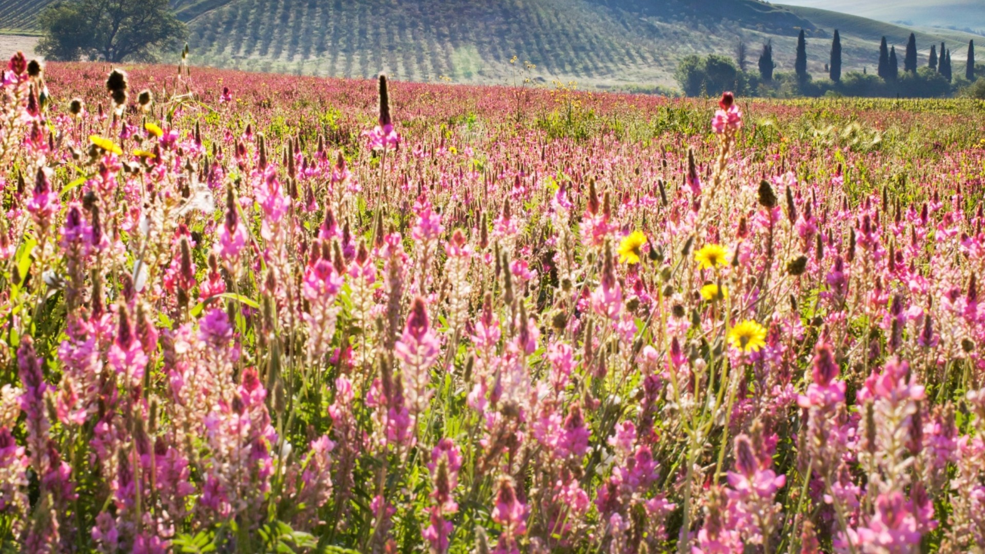 Thursday Primavera Primavera in Toscana|Visit Tuscany