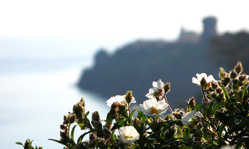 Isola di Capraia