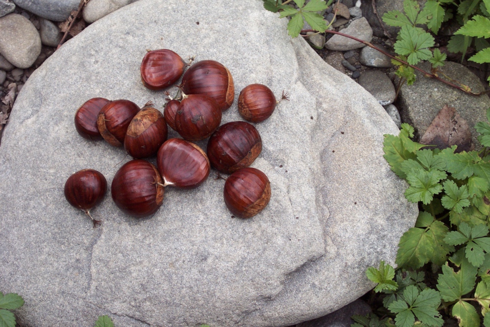 Castagne, la semplicità della bontà