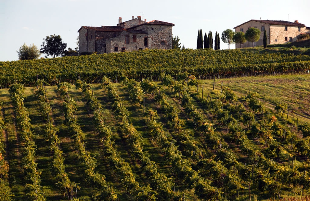 viti vigneti vino toscano