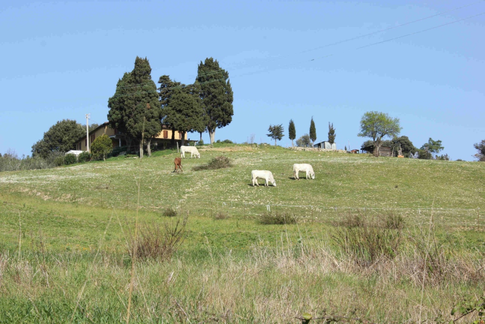 Animals grazing, Santa Luce