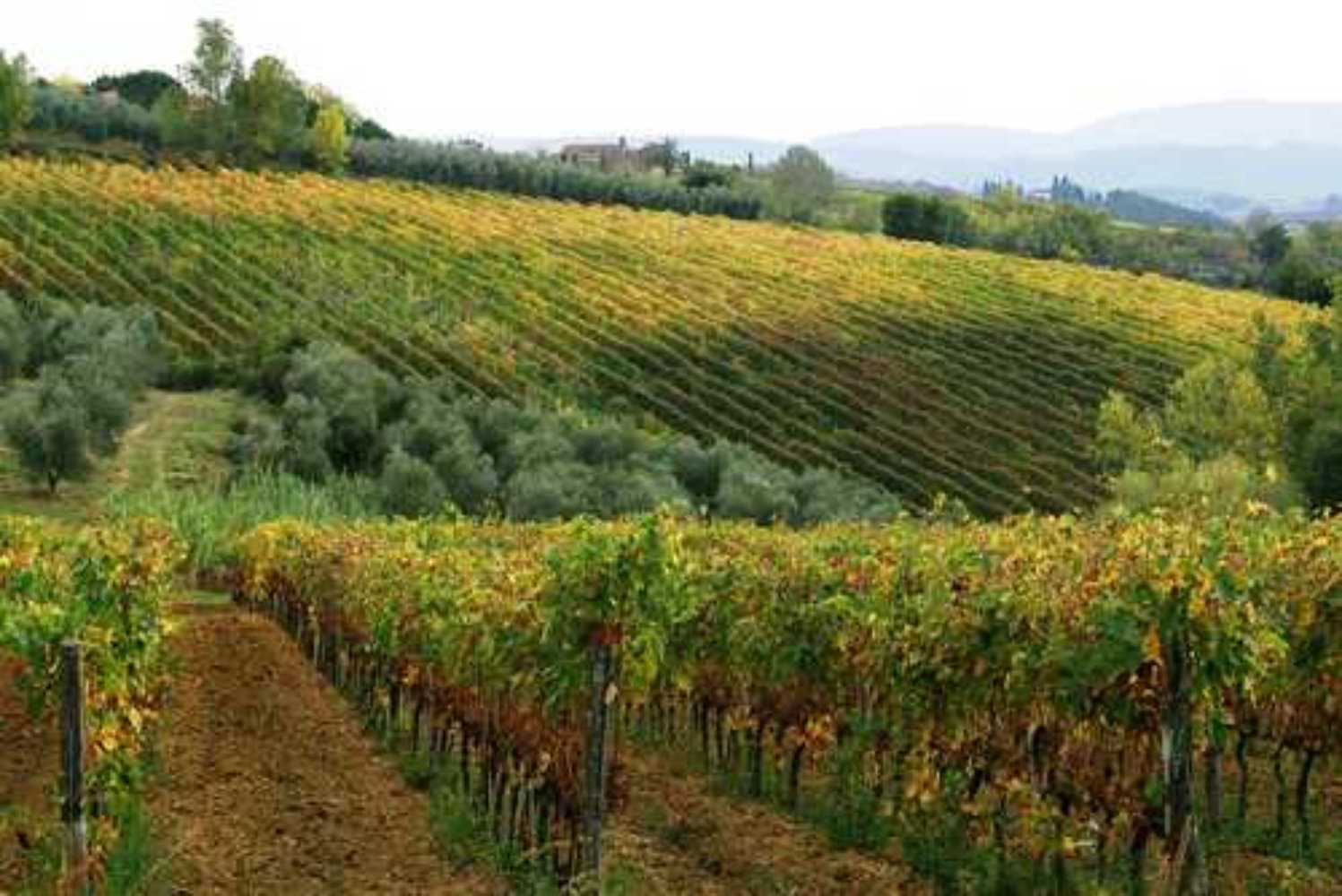Panorama sui filari di vite nel Chianti Senese Panorama sui filari di vite nel Chianti Senese