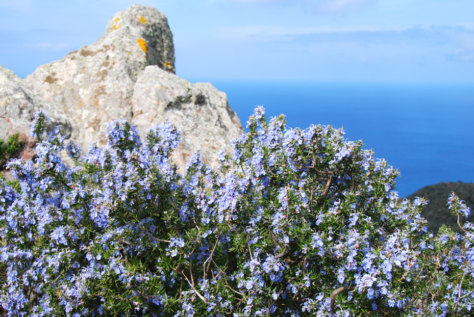 Isola di Capraia