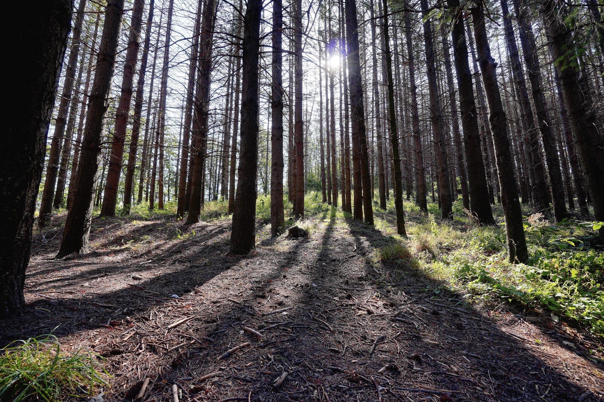 The forest of Monteseario