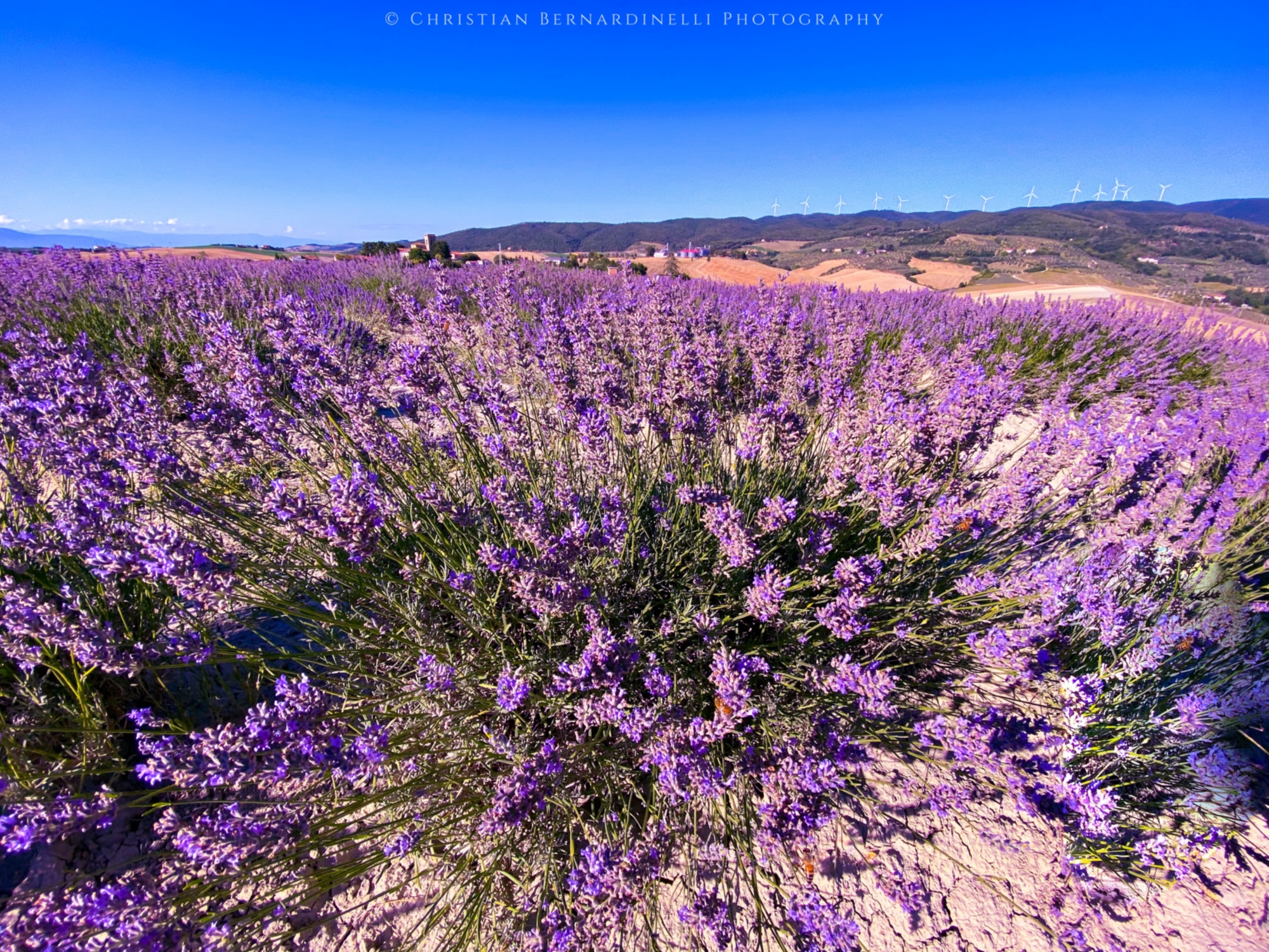 Lavanda en Santa Luce, Pisa