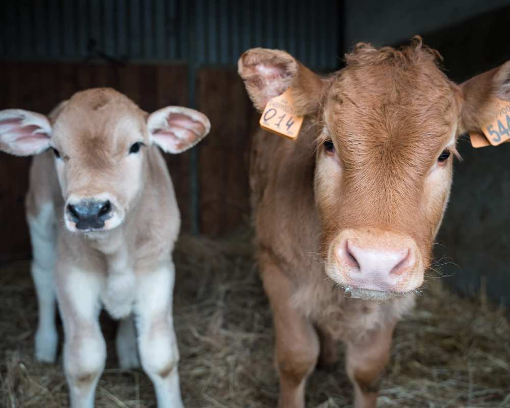 Baby cows in the Mugello area