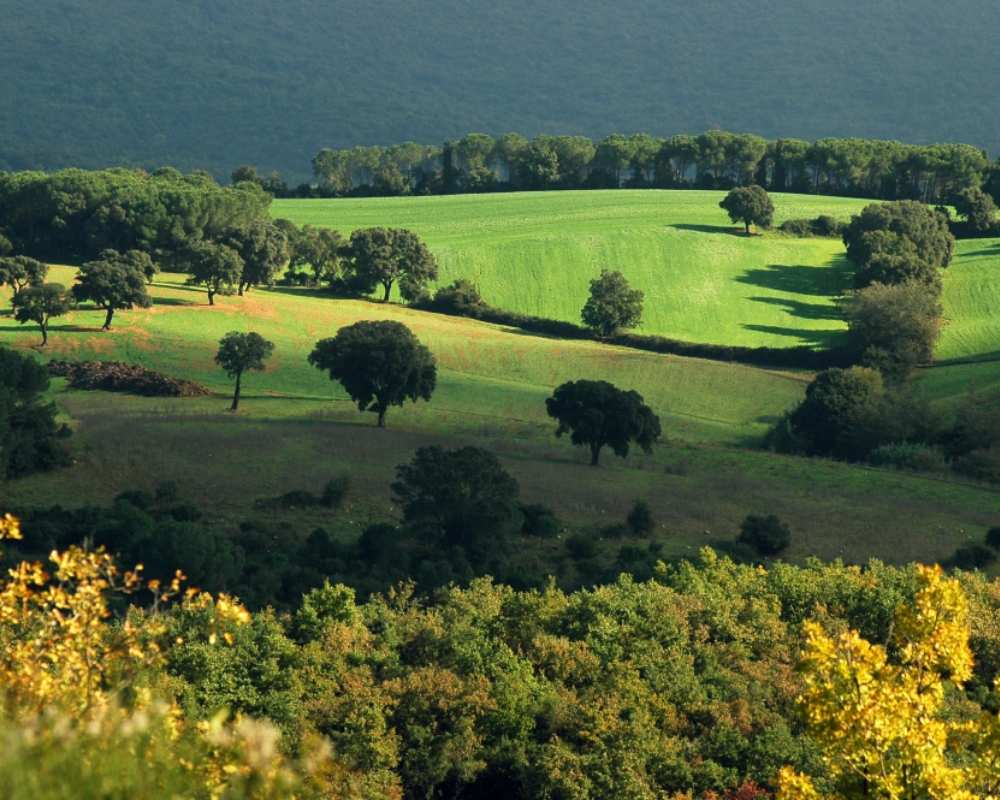 Landschaft in Collesalvetti
