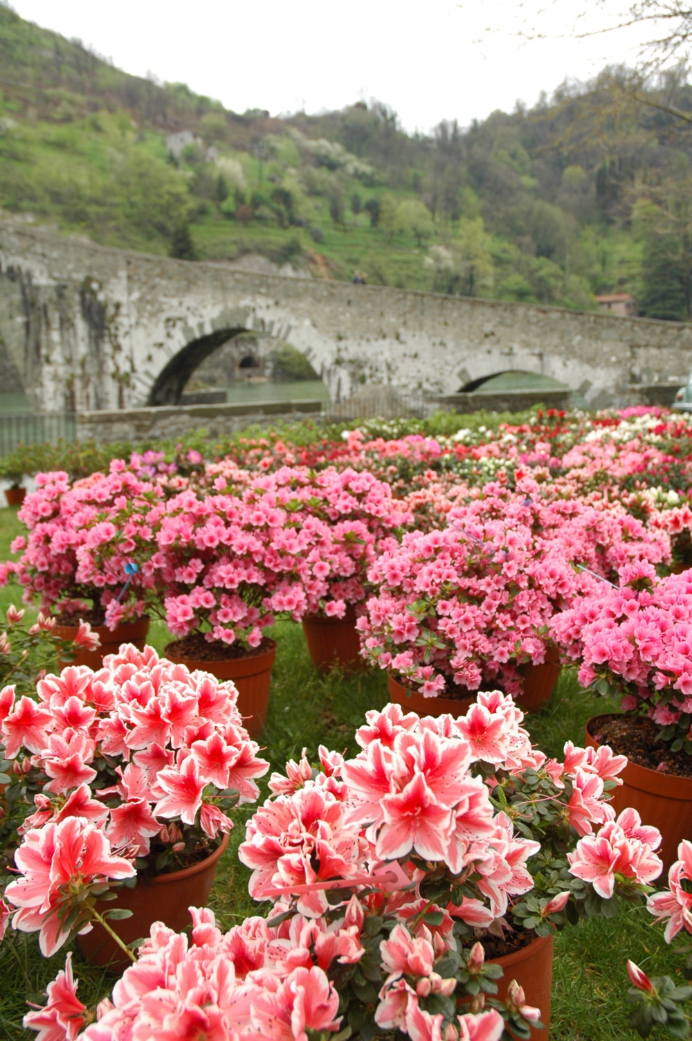 Azaleas en Borgo a Mozzano