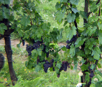 The delicious regional wine