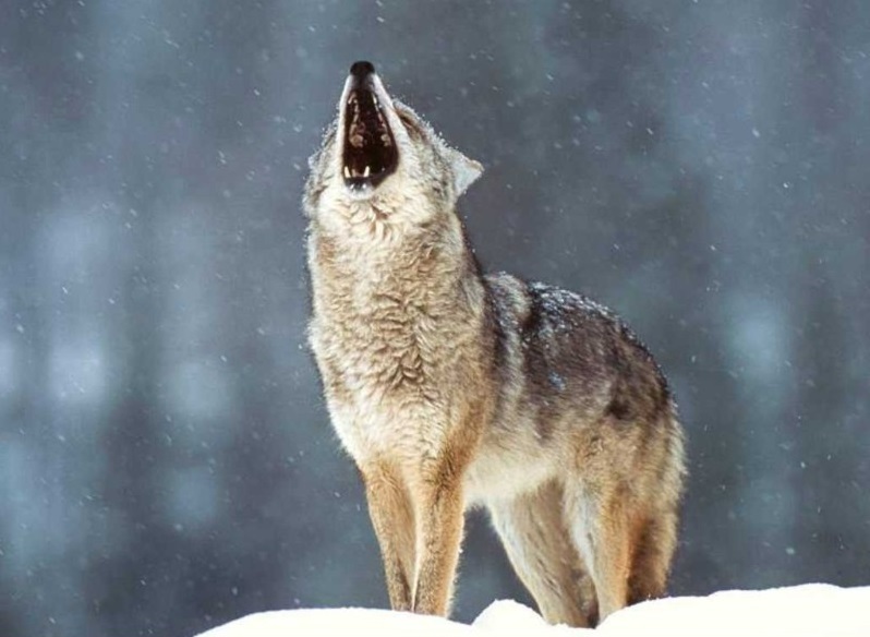 El lobo en el Parque Nacional de los Apeninos