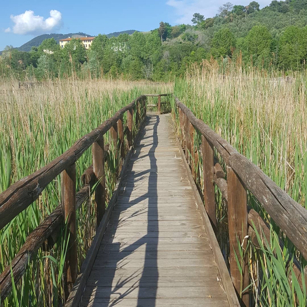 Parque de Massaciuccoli