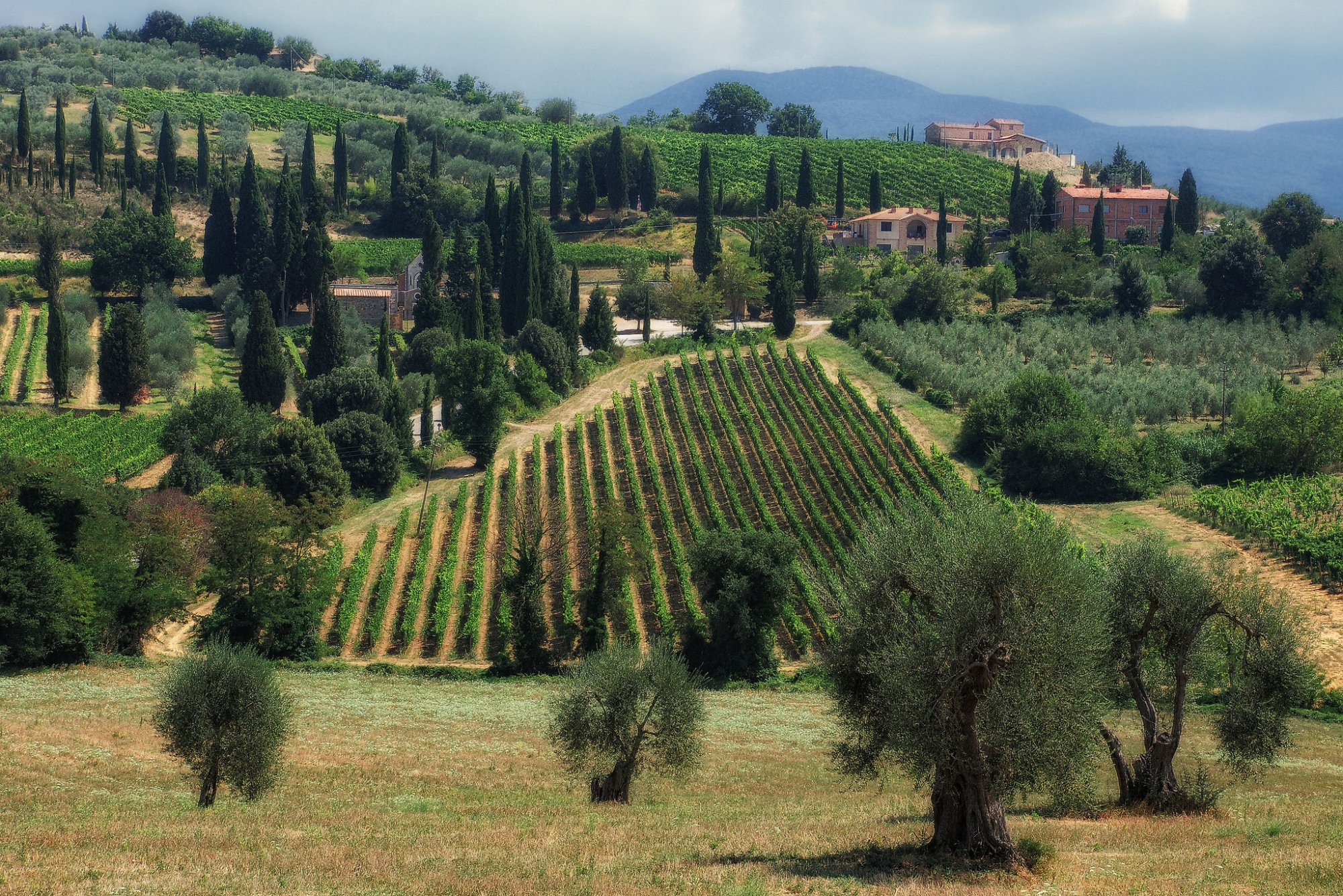 Brunello di Montalcino vineyards