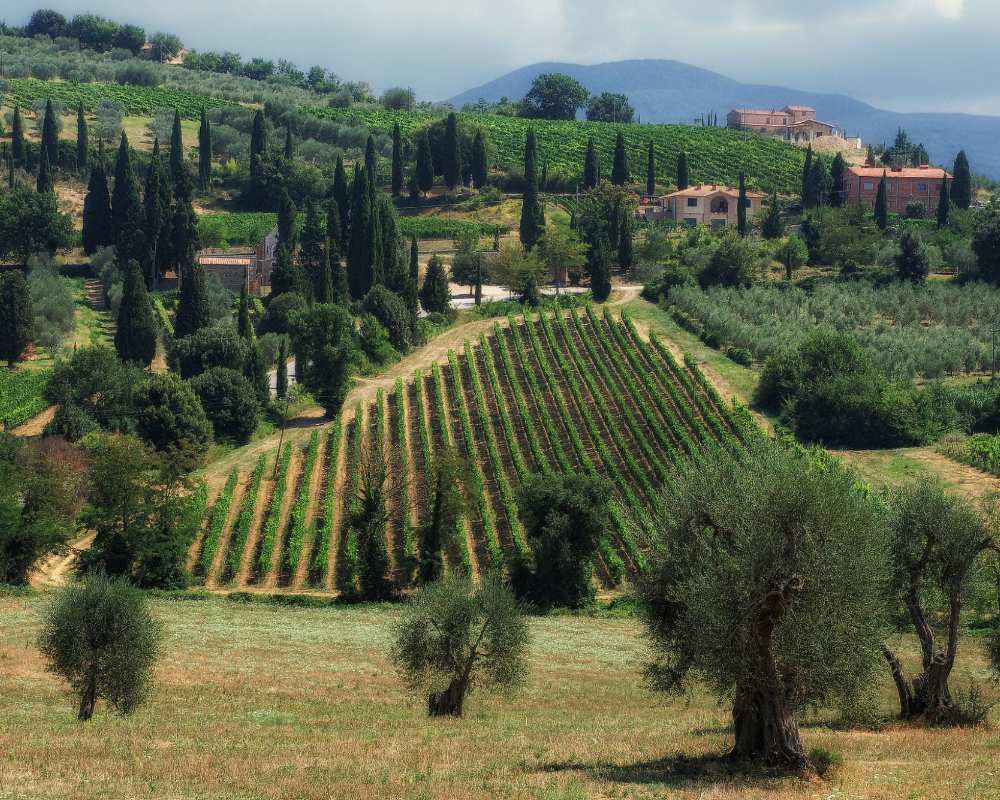 Brunello di Montalcino vineyards
