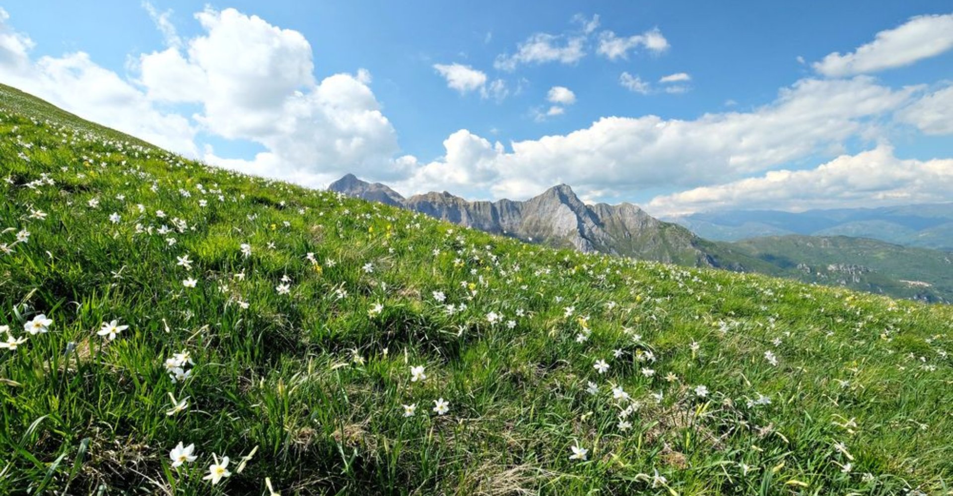 Monte Corchia, daffodil meadows, Stazzema