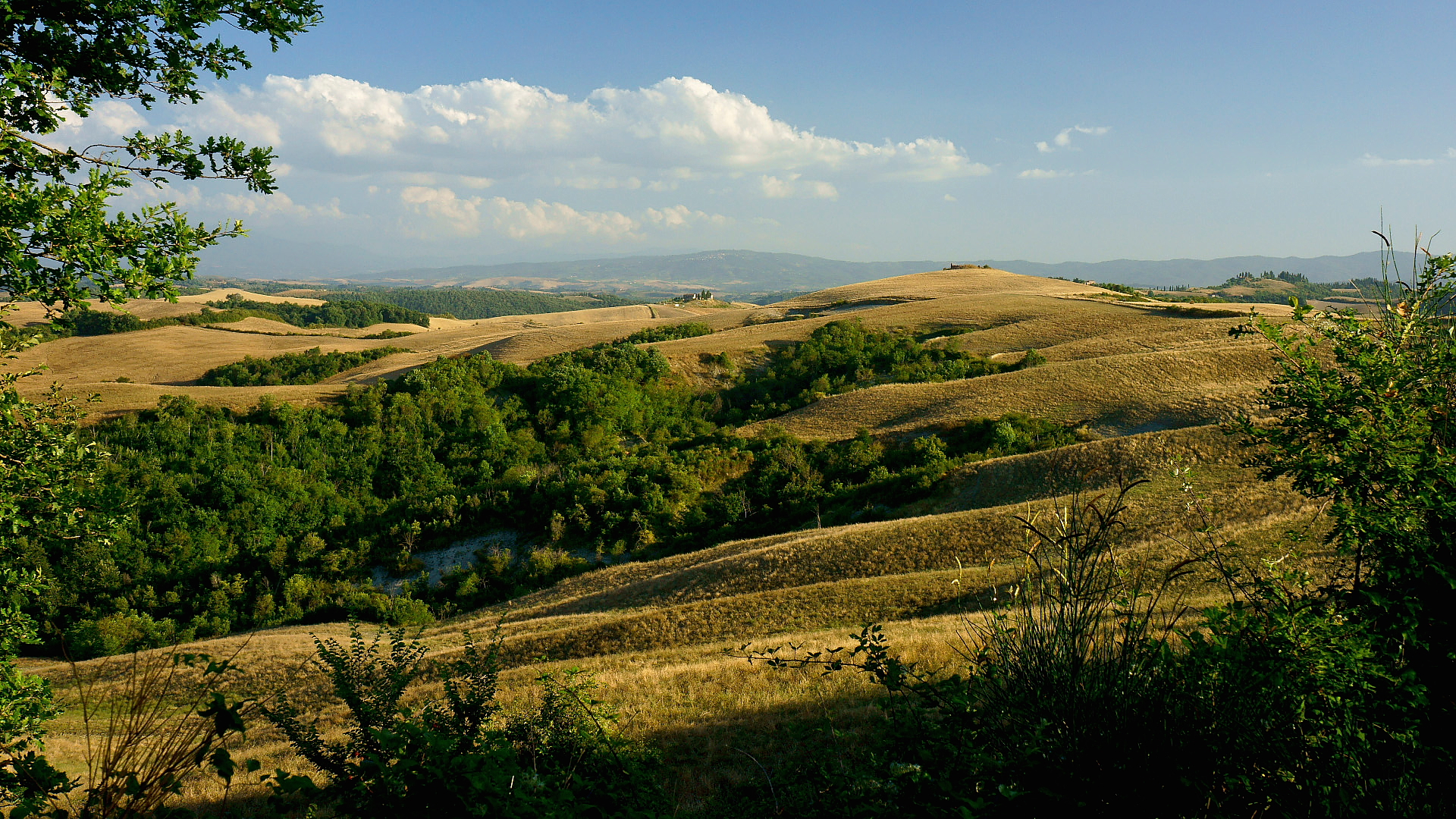 Copa de vino blanco