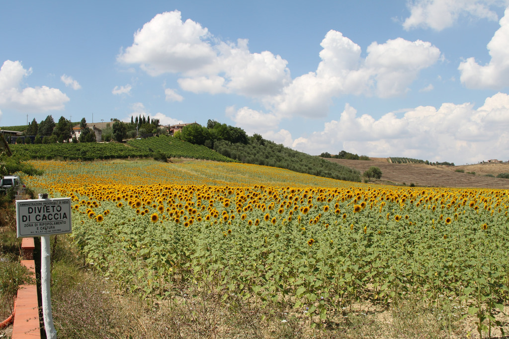 Montisi sunflowers