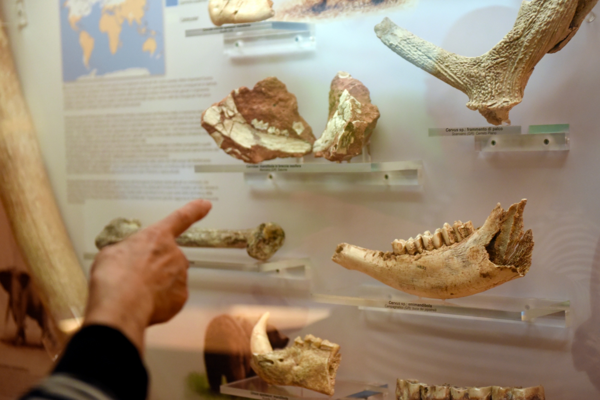 Das Naturhistorische Museum der Maremma