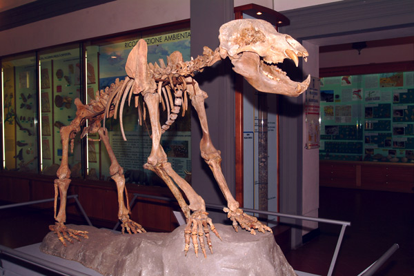 Museo di paleontologia, Empoli