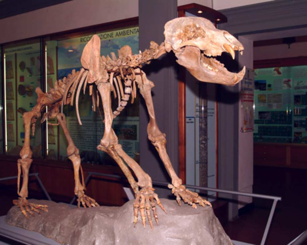 Museo di paleontologia, Empoli