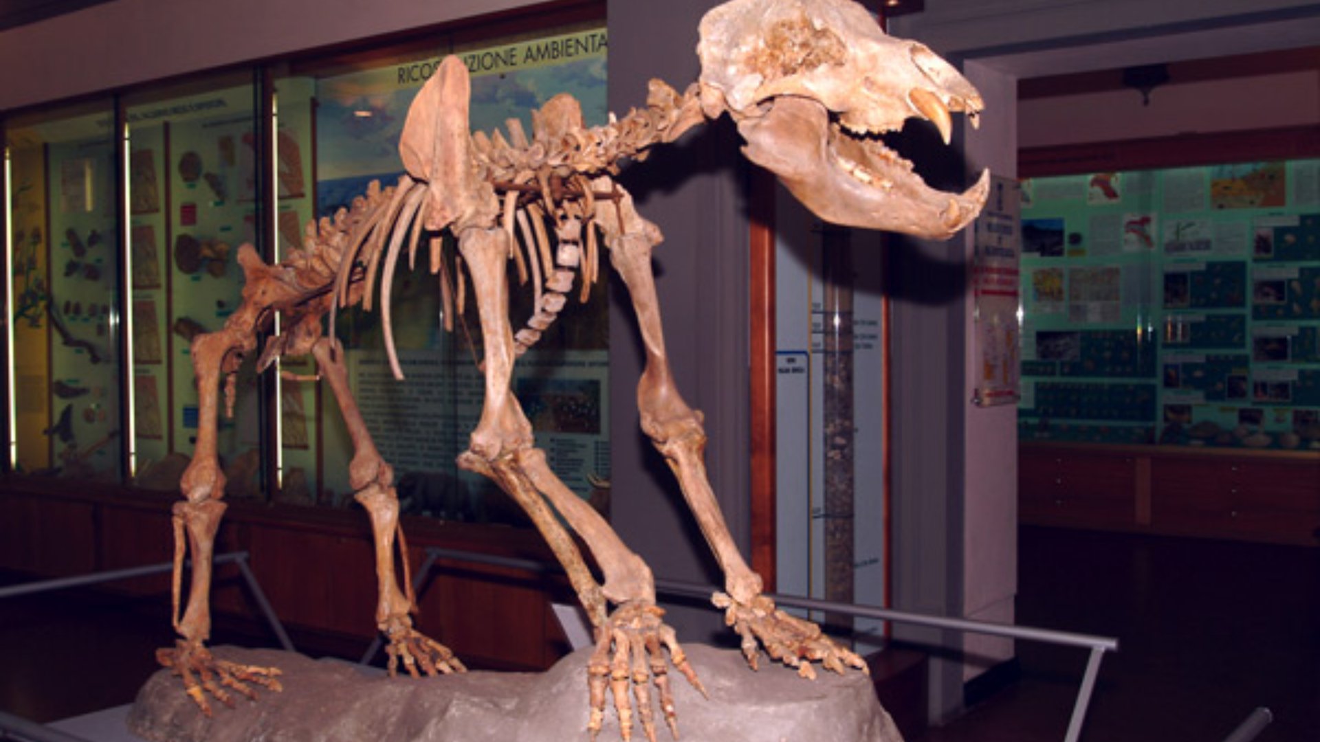 Museo de Paleontología en Empoli