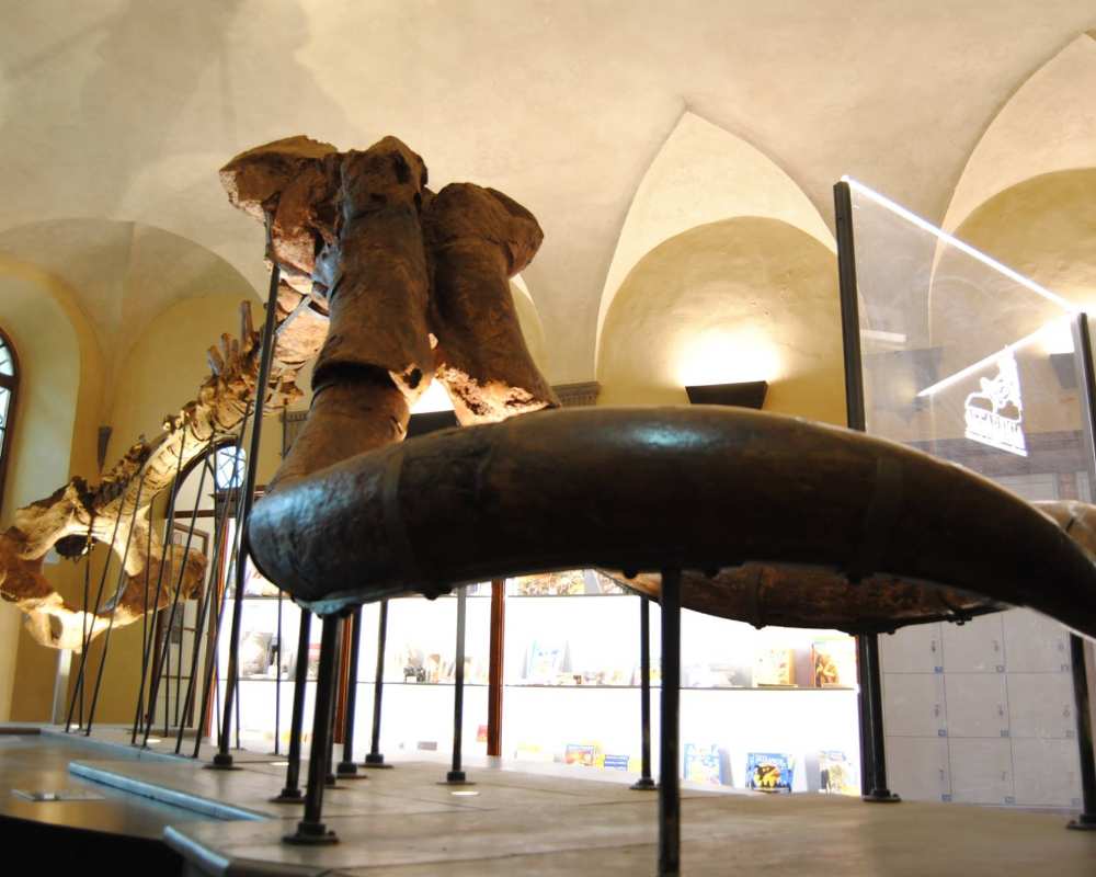 Montevarchi Paleontological Museum