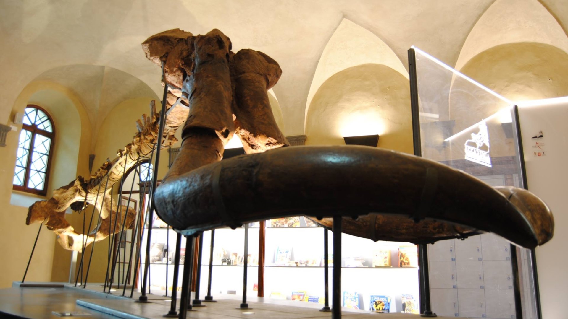 Das paläontologische Museum in Montevarchi