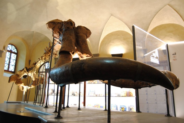 El Museo Paleontológico de Montevarchi