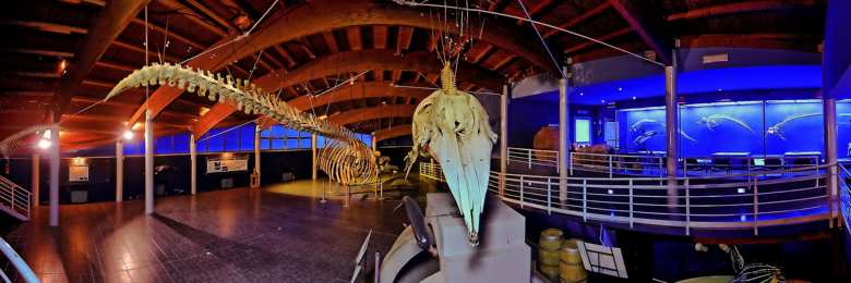 Museo di Storia Naturale del Mediterraneo