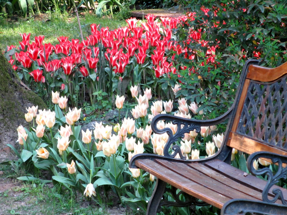 giardino fivizzano narcisi